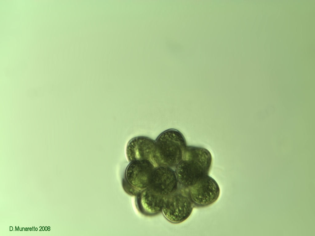 Alga globulare...